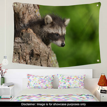 Young Raccoon (Procyon Lotor) Pokes Head Out Of Hole Wall Art 94436411