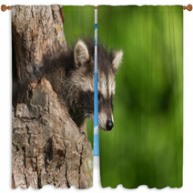 Young Raccoon (Procyon Lotor) Pokes Head Out Of Hole Window Curtains 94436411