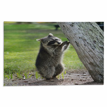 Young Raccoon Rugs 63222169