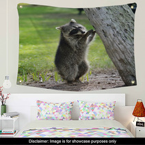 Young Raccoon Wall Art 63222169