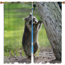 Young Raccoon Window Curtains 63222169