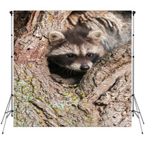 Young Raccoons (Procyon Lotor) Wedged In Tree Backdrops 91870577