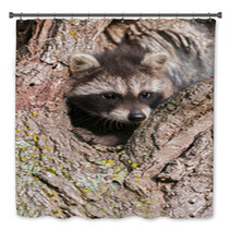 Young Raccoons (Procyon Lotor) Wedged In Tree Bath Decor 91870577