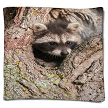 Young Raccoons (Procyon Lotor) Wedged In Tree Blankets 91870577