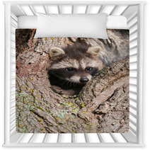 Young Raccoons (Procyon Lotor) Wedged In Tree Nursery Decor 91870577