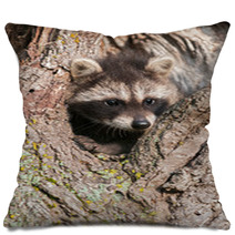 Young Raccoons (Procyon Lotor) Wedged In Tree Pillows 91870577