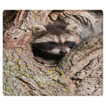 Young Raccoons (Procyon Lotor) Wedged In Tree Rugs 91870577