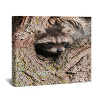 Young Raccoons (Procyon Lotor) Wedged In Tree Wall Art 91870577