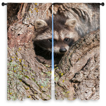 Young Raccoons (Procyon Lotor) Wedged In Tree Window Curtains 91870577