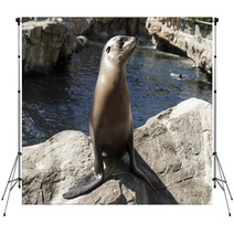 Young Seal On Rocks Backdrops 98414341
