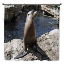 Young Seal On Rocks Bath Decor 98414341