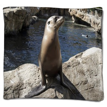 Young Seal On Rocks Blankets 98414341
