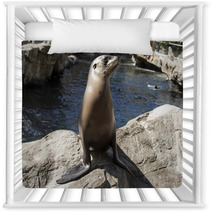 Young Seal On Rocks Nursery Decor 98414341