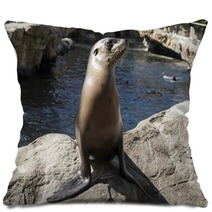 Young Seal On Rocks Pillows 98414341