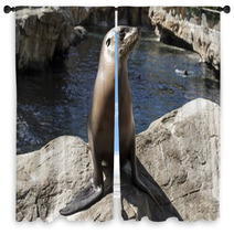 Young Seal On Rocks Window Curtains 98414341