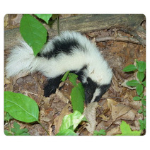 Young Skunk Rugs 60556373
