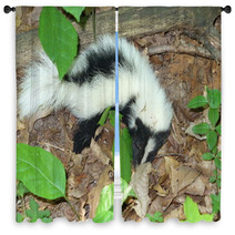 Young Skunk Window Curtains 60556373