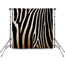 Zebra Backdrops 44379425