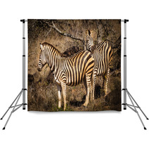 Zebras Backdrops 66215667