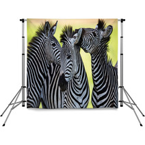 Zebras Kissing And Huddling Backdrops 48214910
