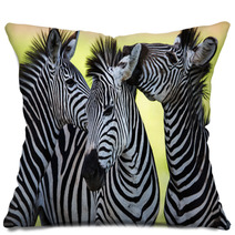Zebras Kissing And Huddling Pillows 48214910