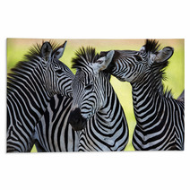 Zebras Kissing And Huddling Rugs 48214910