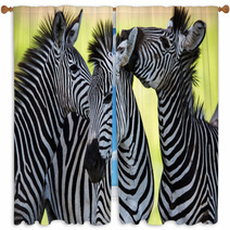 Zebras Kissing And Huddling Window Curtains 48214910