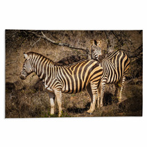 Zebras Rugs 66215667