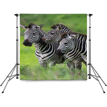 Zebras Together Backdrops 48214640