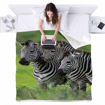 Zebras Together Blankets 48214640