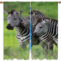 Zebras Together Window Curtains 48214640