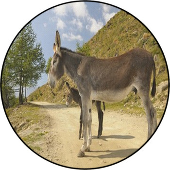 2 Donkeys , Equus Africanus Asinus Round Rug