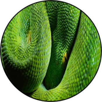A Body Of The Green Tree Python Morelia Round Rug