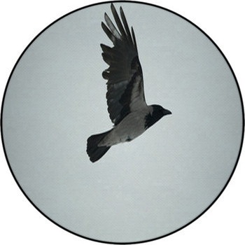 A Crow Flying In The Sky Round Rug