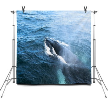 A Humpback Whale Fleece Backdrop