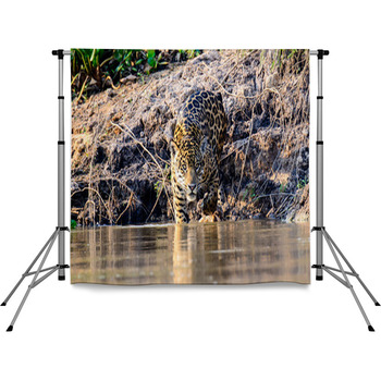 A Jaguar Entering The Cuiaba River  Pole Pocket Backdrop