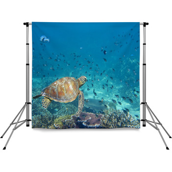 A Sea Turtle Portrait Close Up Pole Pocket Backdrop