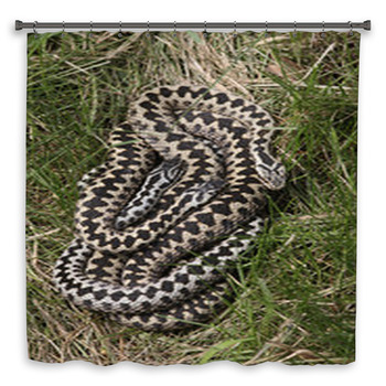 Adder, Vipera Berus Custom Size Shower Curtain