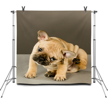 Adorable Scratching Puppy Fleece Backdrop