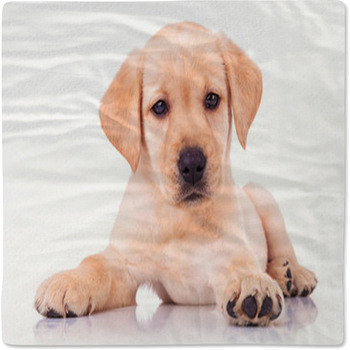Adorable Seated Labrador Retriever Puppy Dog Baby Blanket