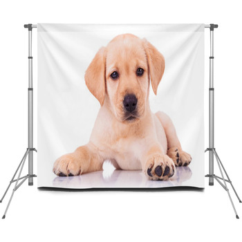 Adorable Seated Labrador Retriever  Custom Size Backdrop