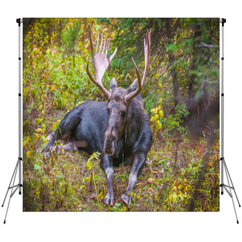 Adult Bull Moose Custom Size Backdrop
