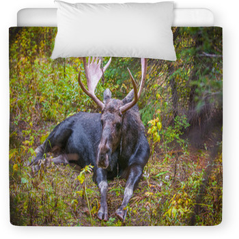 Adult Bull Moose Toddler Duvet