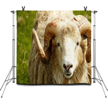 Adult Ram Sheep In A Grass Field Fleece Backdrop