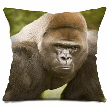Pillow of Gorilla male, portrait, distribution central Africa