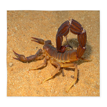 Aggressive Scorpion, Kalahari Custom Size Floor Mat