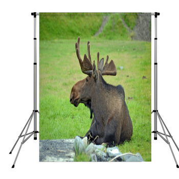 Alce Descansando Sobre La Hierba Pole Pocket Backdrop