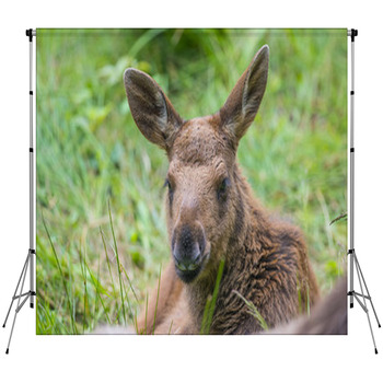 Alces Alces - Moose - Baby Animal Custom Size Backdrop