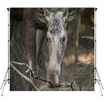Alces Alces - Moose Custom Size Backdrop