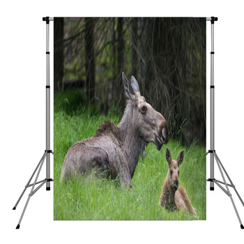 Alces Alces - Moose Pole Pocket Backdrop